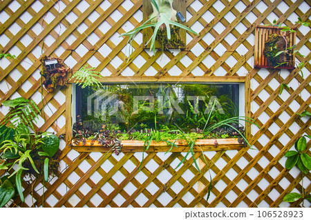 Plant terrarium in white wall with wooden trellis 106528923