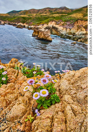 Purple flowers on cliff with ocean and cliff face with distant hills and clouds 106528936