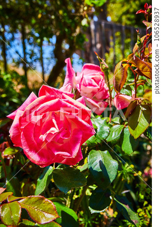 Close up of soft pink roses and blurry background with trees and blue sky 106528937