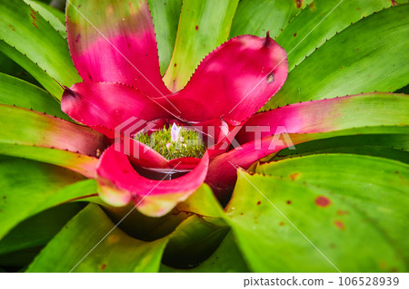 Macro green succulent with hot pink center and tiny green island with soft pink flower blooming Macro green succulent with hot pink center and tiny green island with soft pink flower blooming 106528939