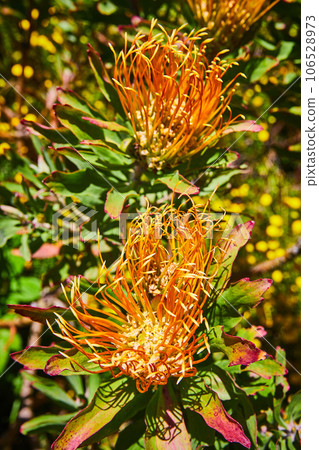 Downward close up of Yellow Pinwheel flowers in full bloom with golden tendrils 106528973