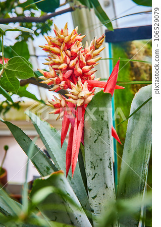 Succulent plants with spiky red leaves and white bulbs in greenhouse Succulent plants with spiky red leaves and white bulbs in greenhouse 106529079