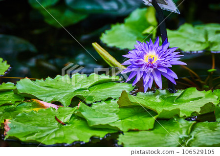 Pretty purple waterlily flower with yellow center resting above lily pad leaves on water 106529105
