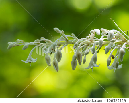 Nocilanium with lots of white flowers Nocilanium with lots of white flowers 106529119