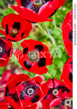 Overhead view ladybug colored flowers with red petals and black spots 106529163