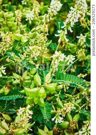 Close up of green ferns and plants with white flowers blooming background asset 106529173