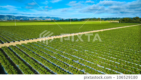 Gorgeous strawberry fields on sunny day with blue skies and fluffy purple clouds aerial 106529180