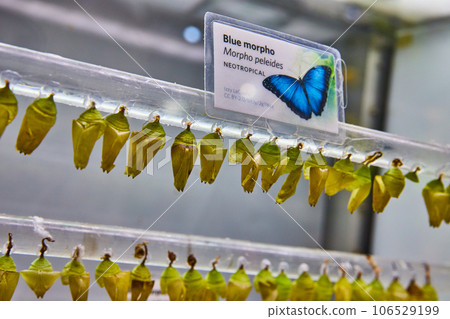Close up of Blue morpho butterfly chrysalis hanging on clear poles Close up of Blue morpho butterfly chrysalis hanging on clear poles 106529199