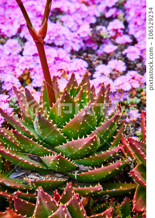 Beautiful contrast of green succulents with wall of pretty pink flowers in background asset Beautiful contrast of green succulents with wall of pretty pink flowers in background asset 106529234