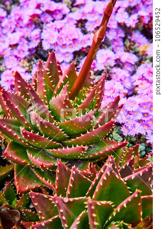 Gorgeous contrast of green succulents with wall of pretty pink flowers in background asset 106529452