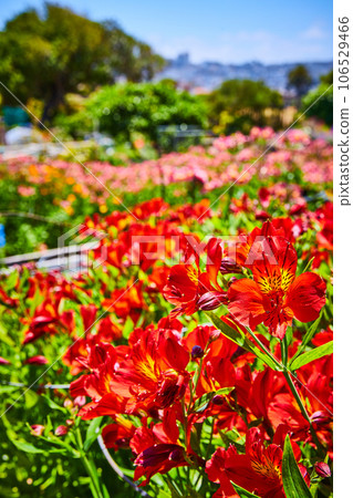 Close up of gorgeous red flowers with field of flowers behind it and bright blue sky 106529466