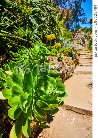 Close up of succulent over rustic stairs going upward with tons of plants and bright blue sky 106529494