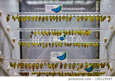 Blue morpho butterfly species chrysalis hanging on clear poles 106529497