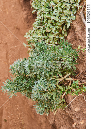 Lush green succulent plants on reddish brown exposed dirt ground and trail 106529523