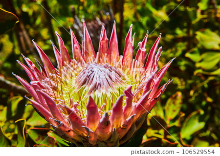 Macro view of King Protea spiky pink flower petals with spindly yellow and purplish interior Macro view of King Protea spiky pink flower petals with spindly yellow and purplish interior 106529554