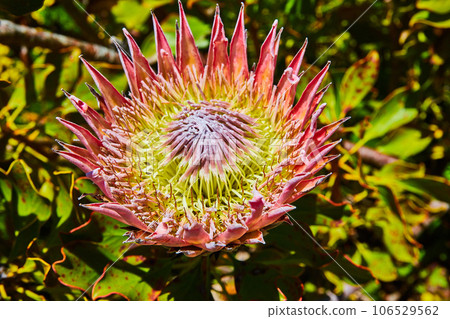 Flower with spiky pink petals and spindly yellow and purple interior close up 106529562