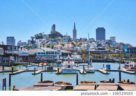 Sunbathing sea lions in front of Naiad boat docked at Pier 39 with San Francisco in background 106529583