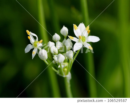 White flowers and buds of chives blooming in the flower bed in the park 106529587