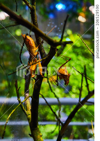 Brown praying mantis insects upside down and sideways on stick with green background 106529590
