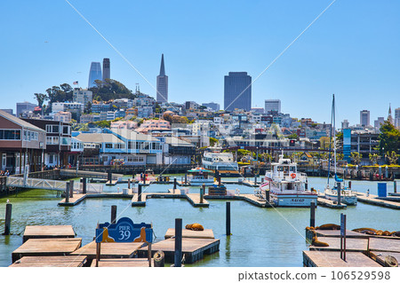 Pier 39 with sea lions sunbathing and distant Coit Tower and San Francisco skyscrapers Pier 39 with sea lions sunbathing and distant Coit Tower and San Francisco skyscrapers 106529598