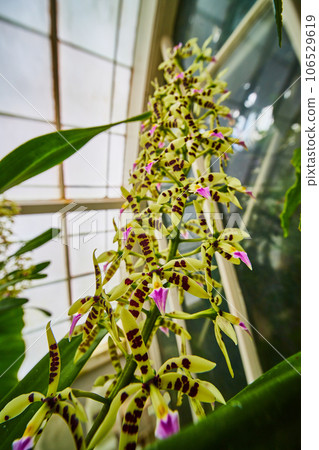 Strange and bizarre succulent that resembles a yellow orchids with brown dots and purple center 106529619