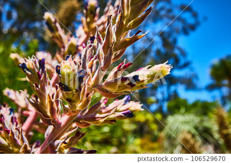 Close up of budding plant with little purple and red petals around succulent 106529670