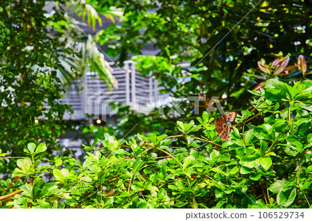 Pretty brown butterfly perched on green plants with distant walkway in rainforest biome 106529734