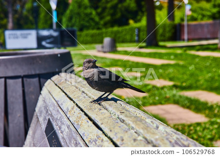 Blackbird standing on weathered old bench with blurred pack background 106529768