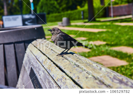 Black bird standing on top of chipped wooden bench with blurred park background in summer 106529782