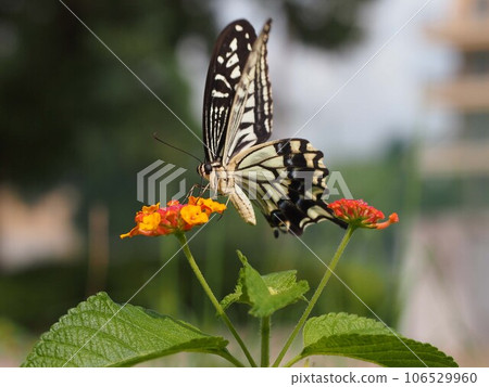 鳳蝶瑪卡翁 (Papilio machaon) 棲息在馬纓丹花上獲取花蜜的特寫 鳳蝶瑪卡翁 (Papilio machaon) 棲息在馬纓丹花上獲取花蜜的特寫 106529960