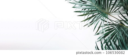 Green tropical leaves on white background with copy space, banner style for summer and spring concpet 106530082