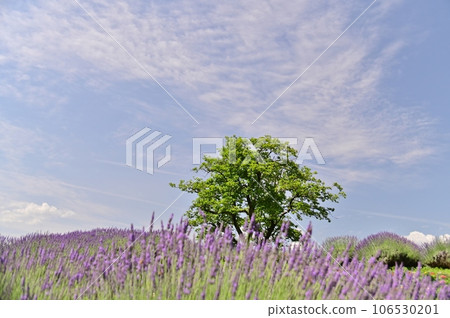 A hill full of lavender flowers 106530201