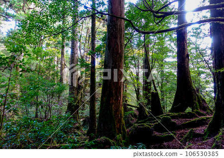 屋久島原始森林6 106530385