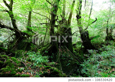 Yakushima virgin forest 18 106530420
