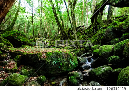 Primeval Forest of Yakushima 21 Primeval Forest of Yakushima 21 106530429