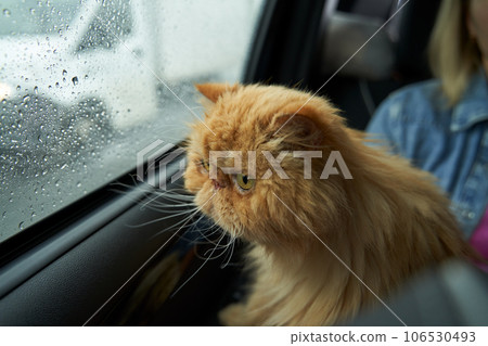 Pet with owner in the car on the seat. Traveling with an animal. Pet with owner in the car on the seat. Traveling with an animal. 106530493