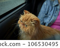 Pet with owner in the car on the seat. Traveling with an animal. 106530495