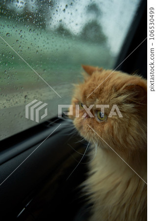 Pet with owner in the car on the seat. Traveling with an animal. Pet with owner in the car on the seat. Traveling with an animal. 106530499
