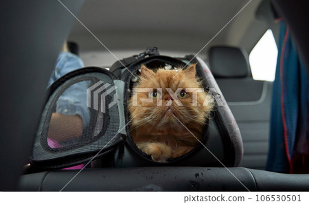Pet carrier in the car on the seat. Traveling with an animal. Pet carrier in the car on the seat. Traveling with an animal. 106530501