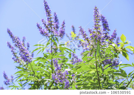 ginseng (Western ginseng tree) 106530591