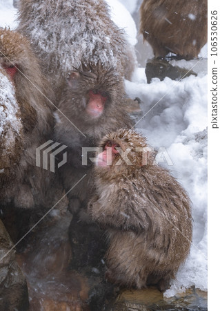 Snow Monkey (Jigokudani Monkey Park) 106530626