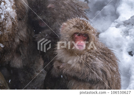 Snow Monkey (Jigokudani Monkey Park) 106530627