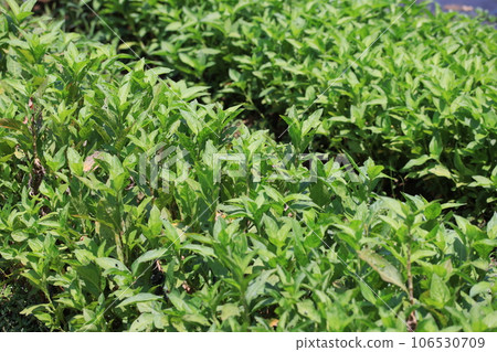 用於靛藍染色的植物靛藍葉 用於靛藍染色的植物靛藍葉 106530709