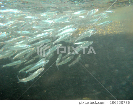 A school of young sweetfish swimming up the river A school of young sweetfish swimming up the river 106530786