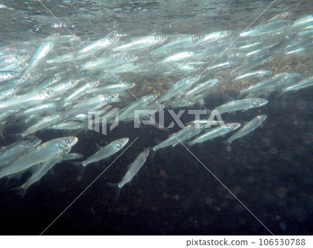 A school of young sweetfish swimming up the river A school of young sweetfish swimming up the river 106530788