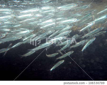 A school of young sweetfish swimming up the river A school of young sweetfish swimming up the river 106530789