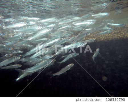 A school of young sweetfish swimming up the river 106530790