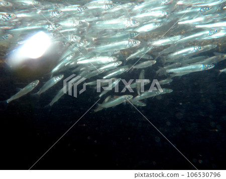 一群小香魚逆流而上 一群小香魚逆流而上 106530796