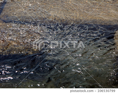 一群小香魚逆流而上 一群小香魚逆流而上 106530799