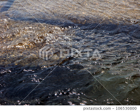 A school of young sweetfish swimming up the river 106530800